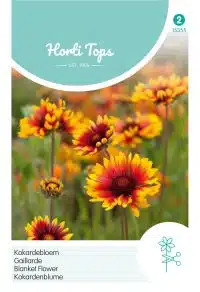 HT Gaillardia, Kokardebloem