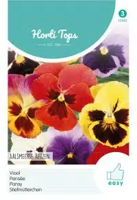 HT Viola, Viool Aalsmeerse Reuzen