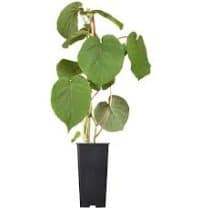 Kiwi (Actinidia deliciosa 'Jenny')