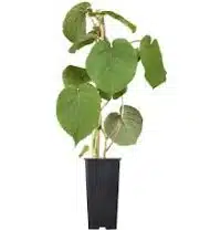 Kiwi (Actinidia deliciosa 'Jenny')