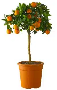 Mandarijnboom (Citrus Reticulata Clementine) D20 H80cm