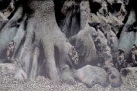 SuperFish Deco Poster D2 60x49CM