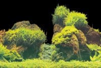 SuperFish Deco Poster E5 120x61CM