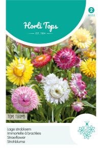 HT Helichrysum, lage Strobloem Tom Thumb