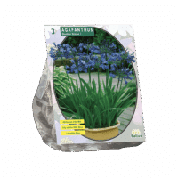 Agapanthus, Donkerblauw per 3
