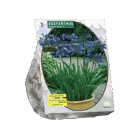 Agapanthus, Donkerblauw per 3