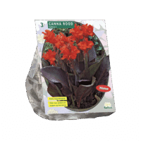 Canna donkerroodblad, Rood per 3