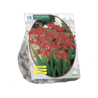 Crocosmia Lucifer per 15