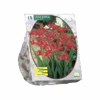 Crocosmia Lucifer per 15