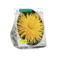 Dahlia Cactus Kennemerland per 1