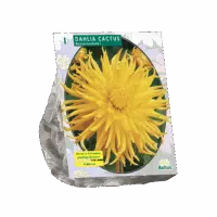 Dahlia Cactus Kennemerland per 1