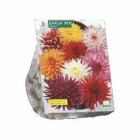 Dahlia Cactus Mixed per 3
