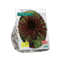 Dahlia Cactus Nuit d'ete per 1