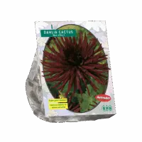 Dahlia Cactus Nuit d'ete per 1