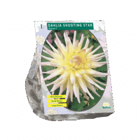 Dahlia Cactus Shooting Star per 1