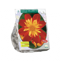 Dahlia Collarette La Gioconda per 1