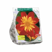 Dahlia Collarette La Gioconda per 1