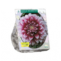 Dahlia Decoratief Edinburgh per 1