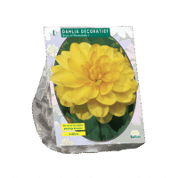 Dahlia Decoratief Glory of Heemstede per 1