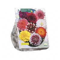 Dahlia Decoratief Mixed per 3