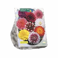 Dahlia Decoratief Mixed per 3