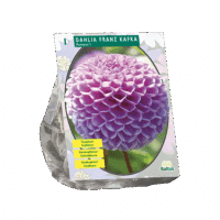 Dahlia Franz Kafka per 1