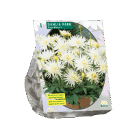 Dahlia Park Playa Blanca per 1