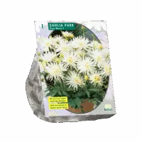 Dahlia Park Playa Blanca per 1