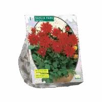 Dahlia Park Red Pigmy per 1