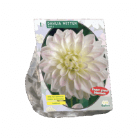 Dahlia Wittem per 1