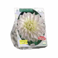 Dahlia Wittem per 1