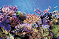 Deco Poster A5 120x61cm