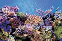 Deco Poster A5 120x61cm