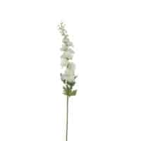 Delphinium white L78