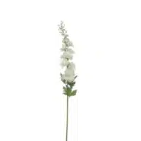 Delphinium white L78