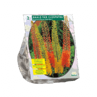 Eremurus Ruiter Hybriden Mix per 2