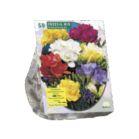 Freesia Double, Mix per 50