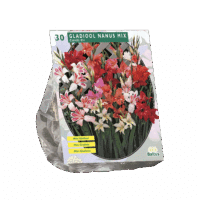 Gladiolus Nanus per 30
