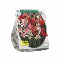 Gladiolus Nanus per 30