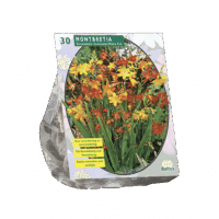 Montbretia per 30