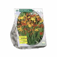Montbretia per 30