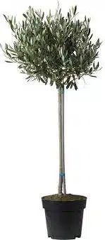 Olijfboom (Olea europea) D22 H90cm
