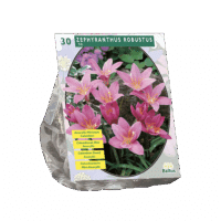 Zephyranthus Robustus (Habranthus) per 30