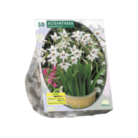 Acidanthera Bicolor per 30