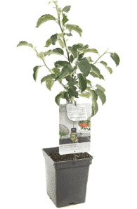 Appel (Malus d. 'Rode Boskoop')