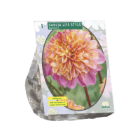 Dahlia Anemone Lifestyle per 1