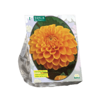 Dahlia Ball Maarn per 1