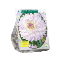 Dahlia Cactus Crazy Love per 1