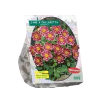Dahlia Collarette Hartenaas per 1