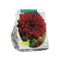 Dahlia Decoratief Arabian Night per 1